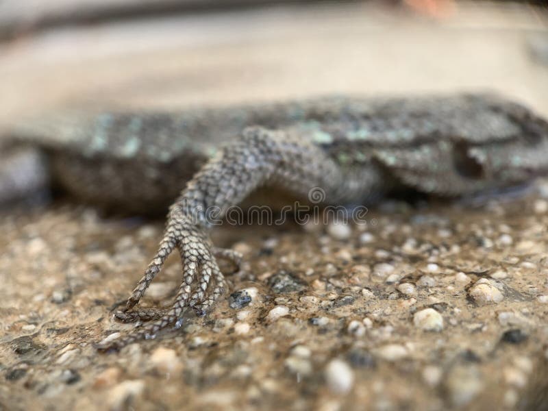 A closeup shot of a sleeping lizard on a concrete surface