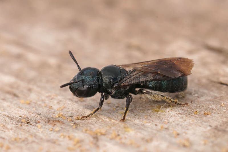 Closeup Shot of a Small Carpenter Bee on Wood Stock Image Image of