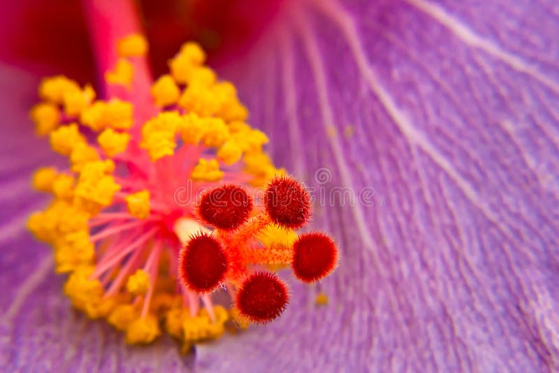 Stigma of flower stock image. Image of macro, plant, barckground 87646059