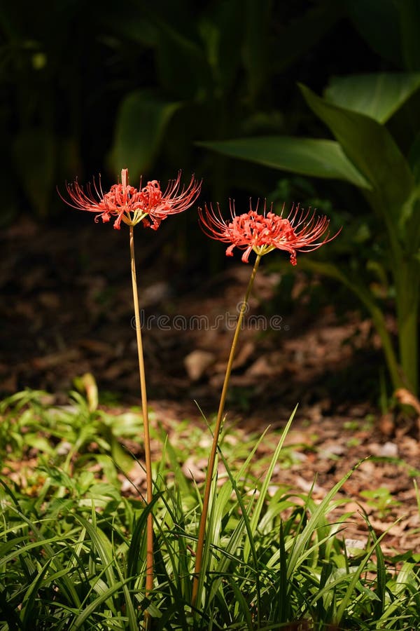 Closeup Shot of Striking Red Spider Lily Flowers Stock Image Image of