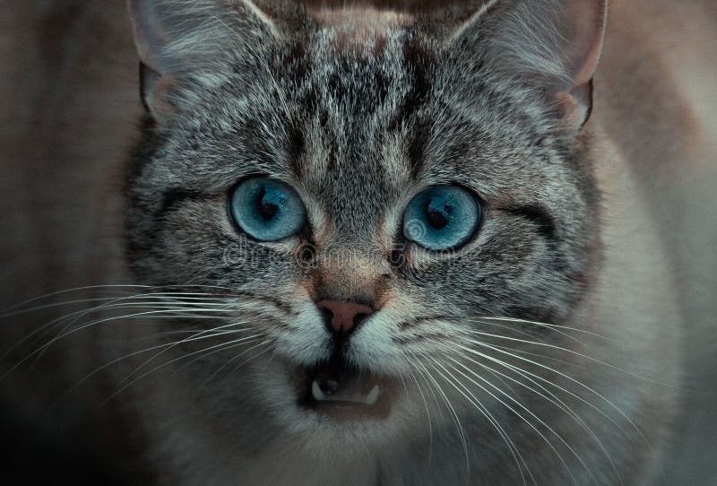 Domestic angry cat sitting in front of entry door. Kitten is pissed off.  Colourful Felis catus waiting on open door. Angry cat face. Green eye. Cat