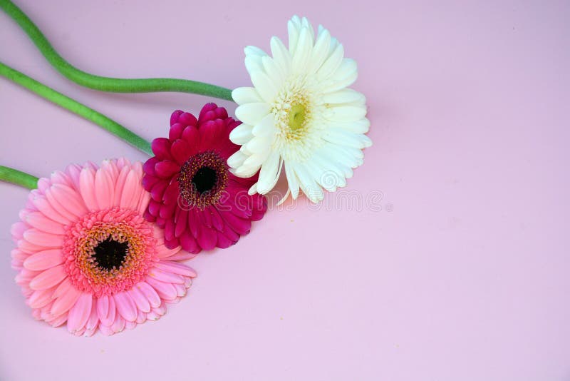 Closeup Shot of Three Different Colors of Daisy Flowers on a Pink