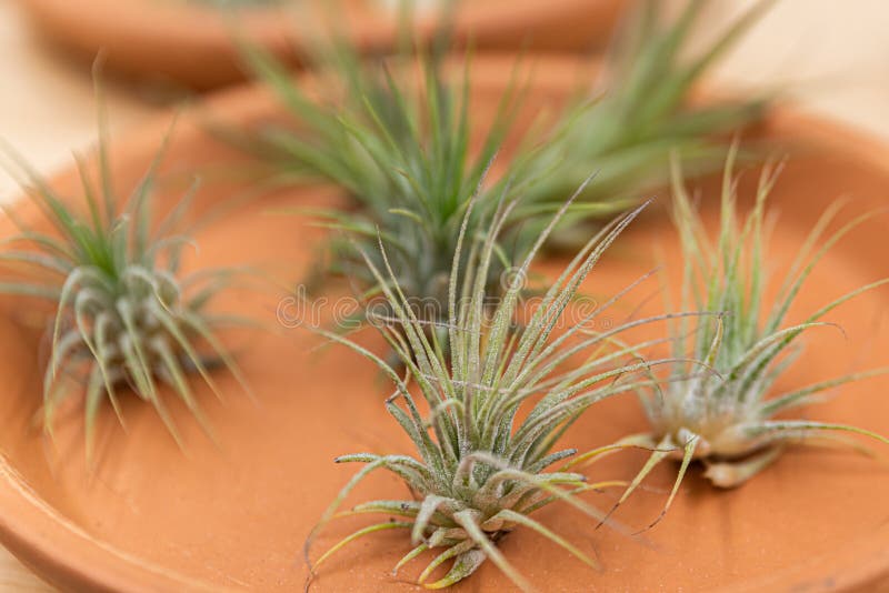 Closeup Shot of the Tillandsia or Air Carnation in the Pot Stock Photo