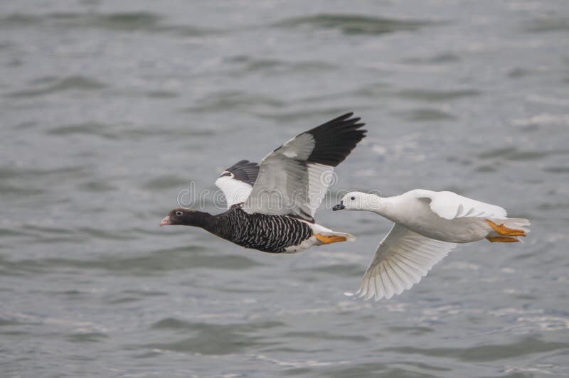 Closeup Shot of Two Beautiful Big Birds Flying Above the Ocean Water