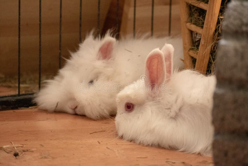 Closeup shot of two cute little bunnies stock images