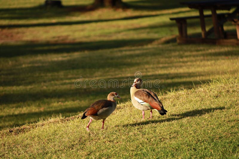 Closeup shot of two wild Egyptian gooses in a green area during a sunny day. A closeup shot of two wild Egyptian gooses in a green area during a sunny day