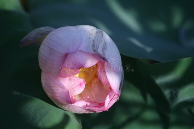 Unbloomed Lotus Flowers Asia Stock Photos Free & RoyaltyFree Stock