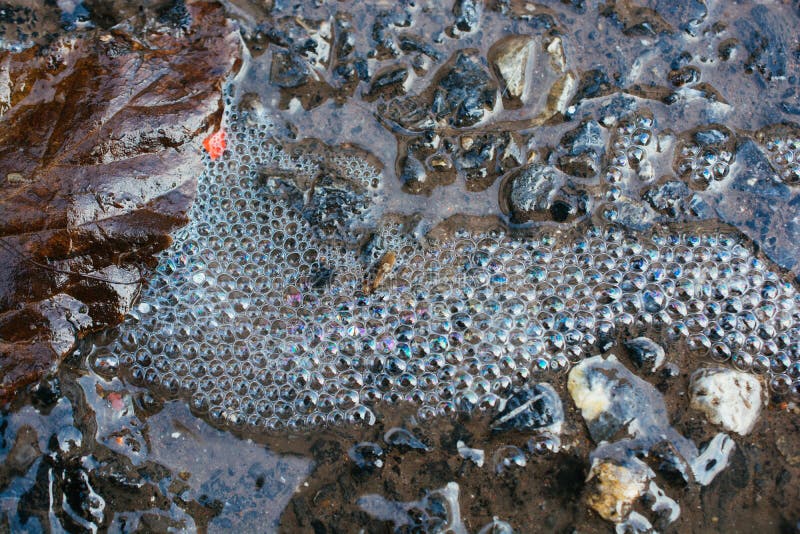 Closeup Shot of Water Bubbles in a Puddle Stock Photo Image of drop