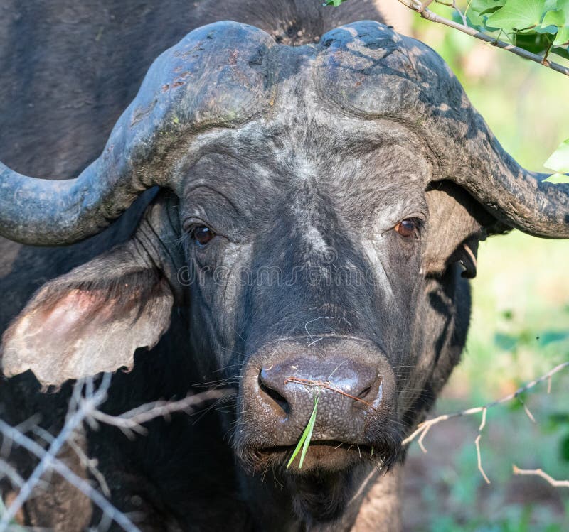 Closeup Shot of a Water Buffalo Eating Grass Under Sunlight Stock Photo