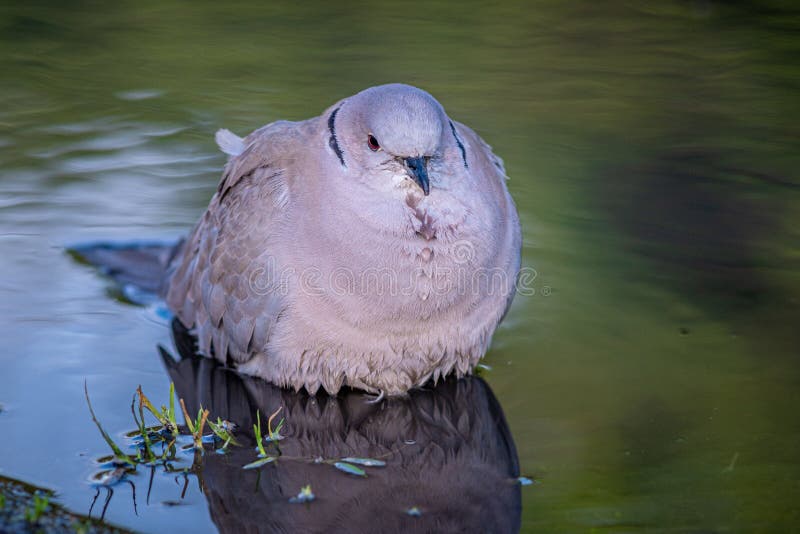 closeup-shot-white-fat-bird-floating-calm-lake-surface-182985550.jpg