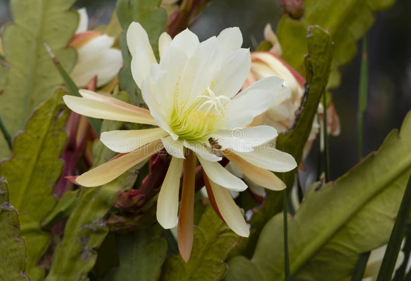 Closeup Shot of a White Orchid Cactus with Its Leaves Stock Photo