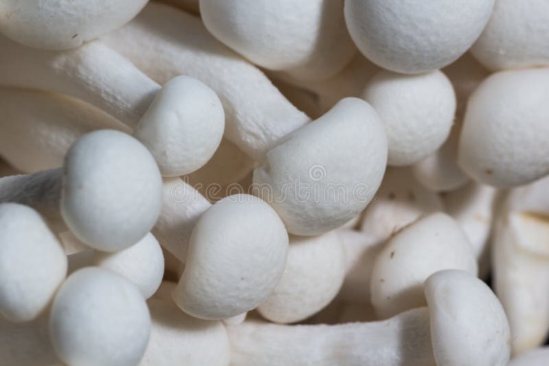 Closeup Shot of White Shimeji Mushroom Stock Photo Image of shimeji