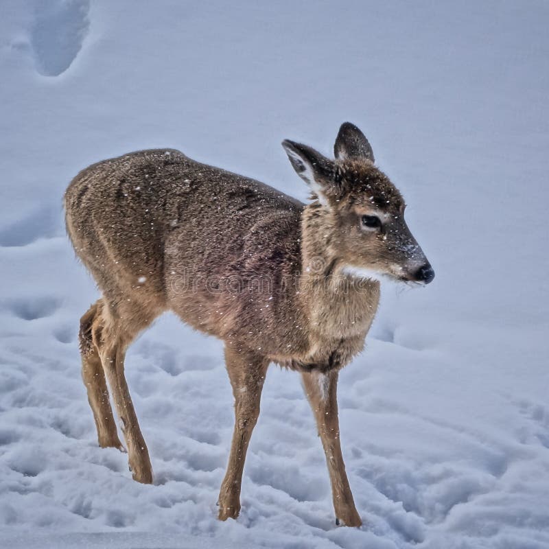 Deer on the Mountain Covered in Snow and Fir Trees Stock Image - Image ...