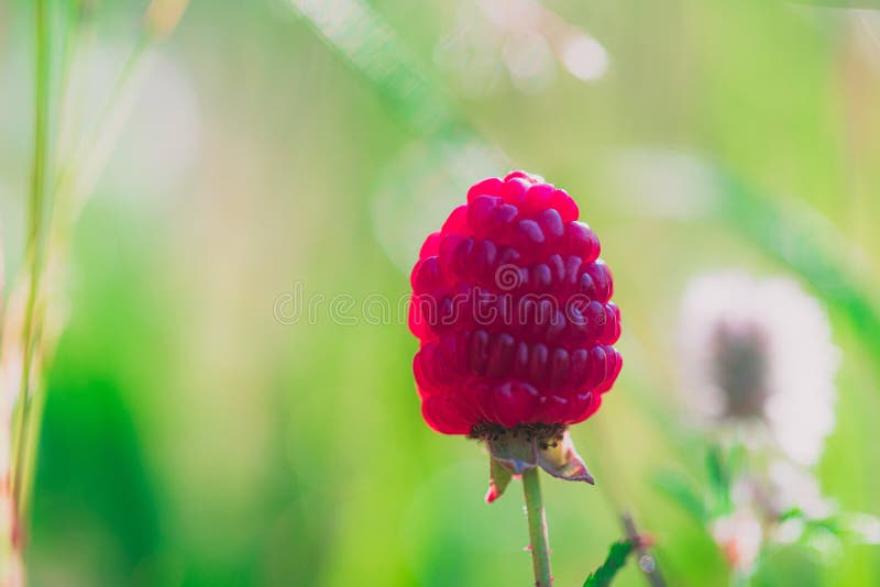 Closeup Shot of a Wild Dewberry Growing Stock Image Image of berry, nature 183008157