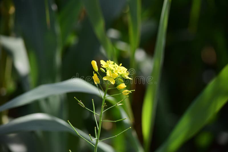 Wild Turnip Barbarea Vulgaris Blooms in Nature Stock Photo Image of