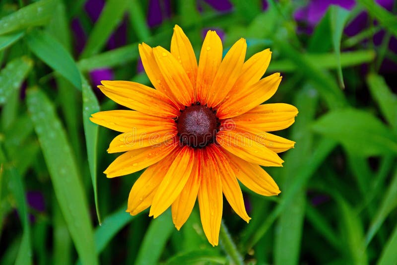 Closeup Shot of a Yellowred Flower with Brown Center Stock Photo