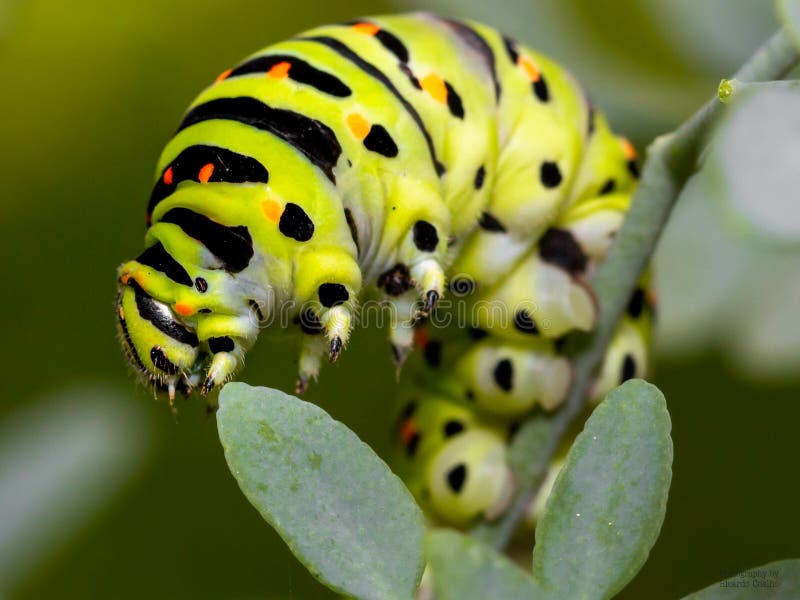Closeup Shot of a Yellow Worm Stock Photo Image of striped, small 233653742