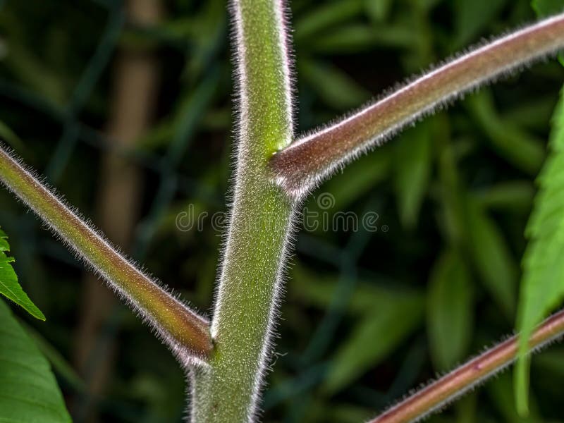 Young Sumac Tree Trunk Up Close Stock Image Image of tree, flora