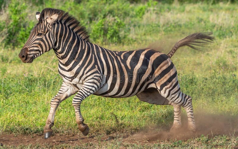 Zebra Running through a Field Covered in Greenery Under the Sunlight at