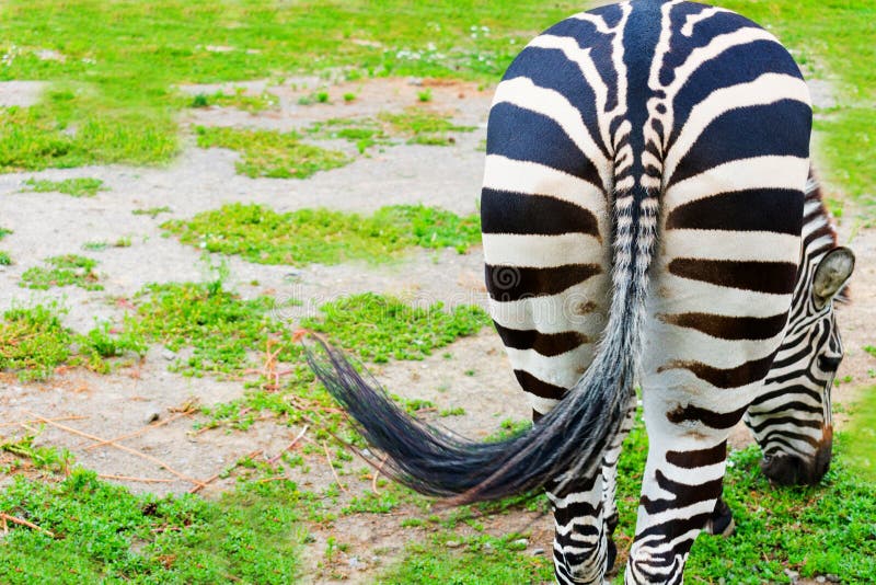 A closeup shot of a zebra`s ass or view from behind. Animal ass. Copy space.