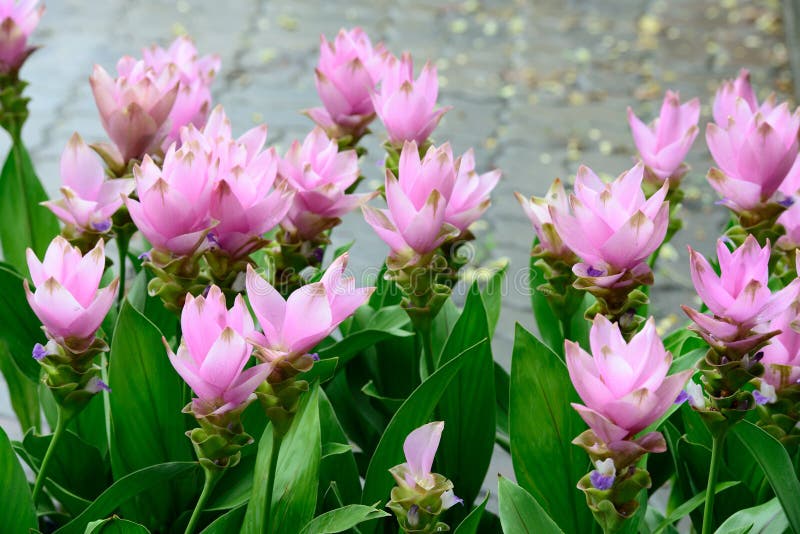 Closeup of Siam tulips stock image. Image of plant, macro 32642411
