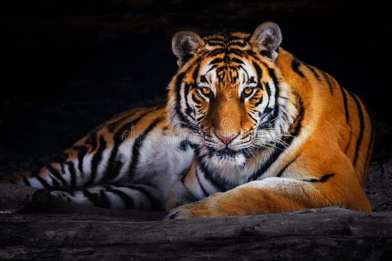 Closeup of Siberian tiger  Amur tiger