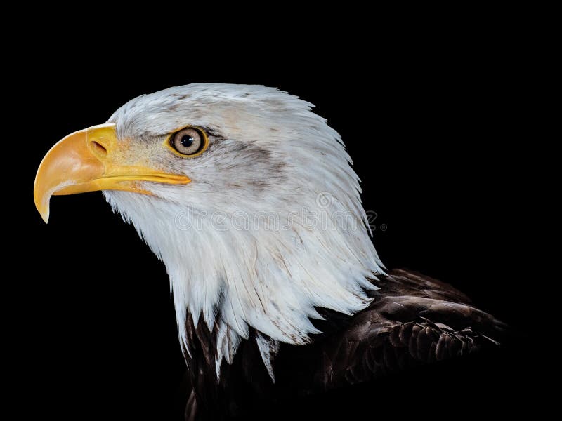Closeup of the side profile of a bald eagle under the lights against a black background royalty free stock photography