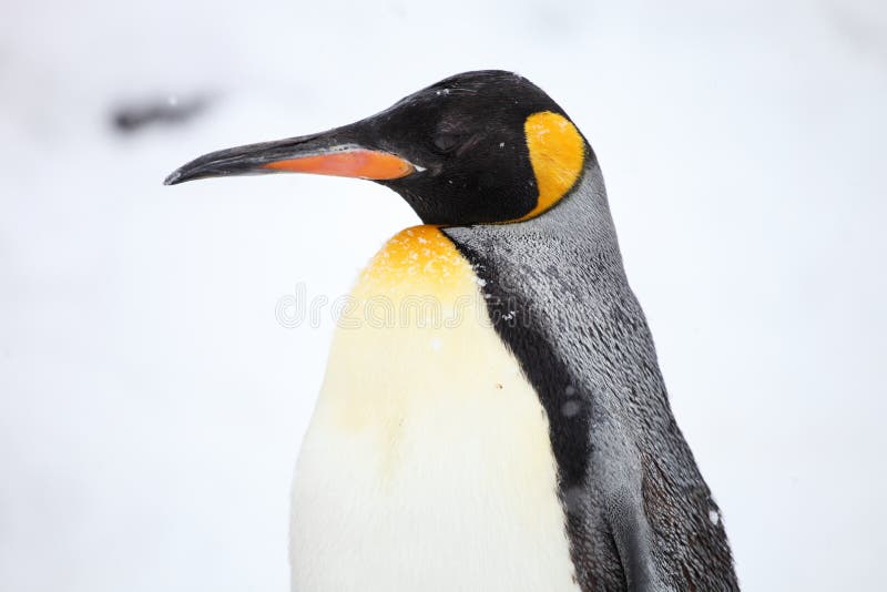 Closeup of the side profile of a king penguin under the sunlight during the snowfall in Hokkaido stock photo