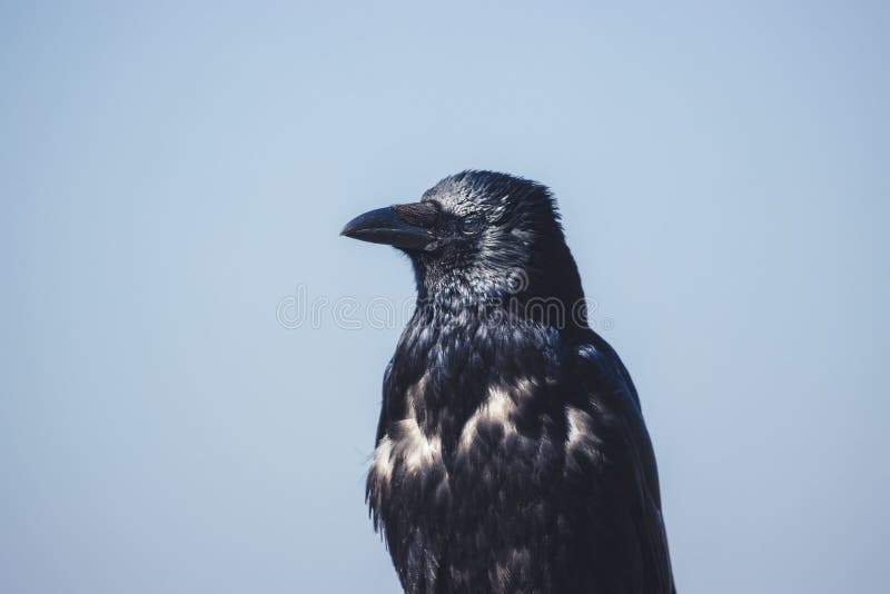 Closeup side profile of a raven against a blue sky stock images