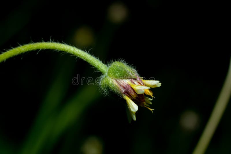 Closeup Side Shot of a Daisy Flower before Blooming Stock Photo Image