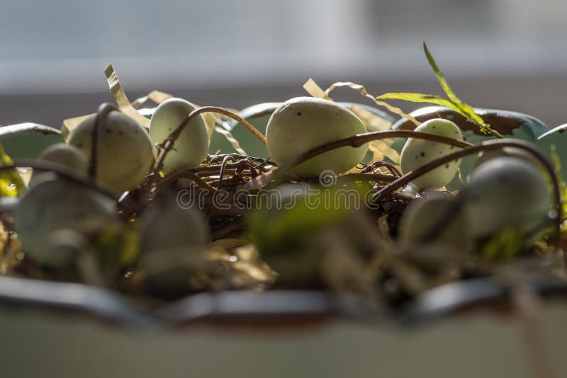 Closeup side view of grapevine entwined robins eggs stock photography Closeup side view of grapevine entwined robins eggs stock photography