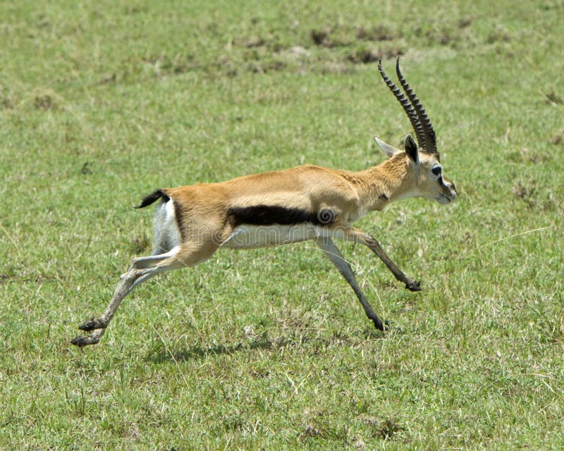706 Gazelle Running Photos Free Royalty Free Stock Photos From Dreamstime