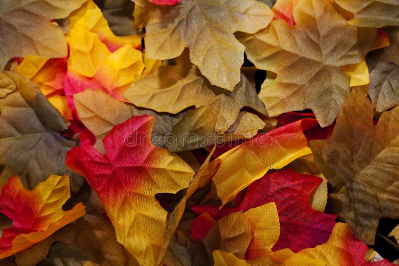 Closeup of Silk Autumn Leaves Red Yellow Stock Photo Image of nature