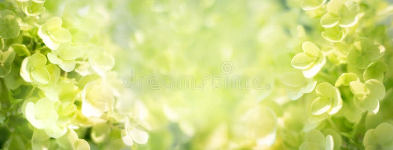 Closeup of Silver Dollar Hydrangea dans le jardin. Image macro d'arrière-plan photographie stock libre de droits
