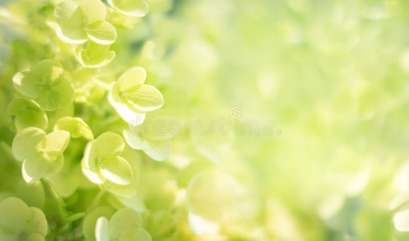 Closeup of Silver Dollar Hydrangea dans le jardin. Image macro d'arrière-plan photo stock