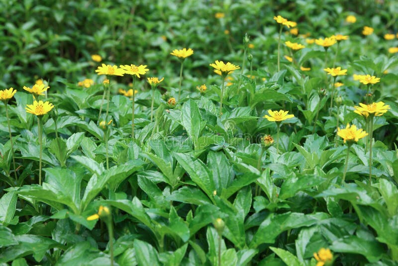 Closeup Singapore Daisy Flower Stock Image Image of floral, daisy