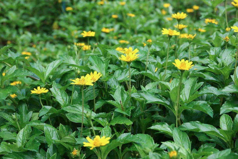 Closeup Singapore Daisy Flower Stock Image Image of daisy, orange