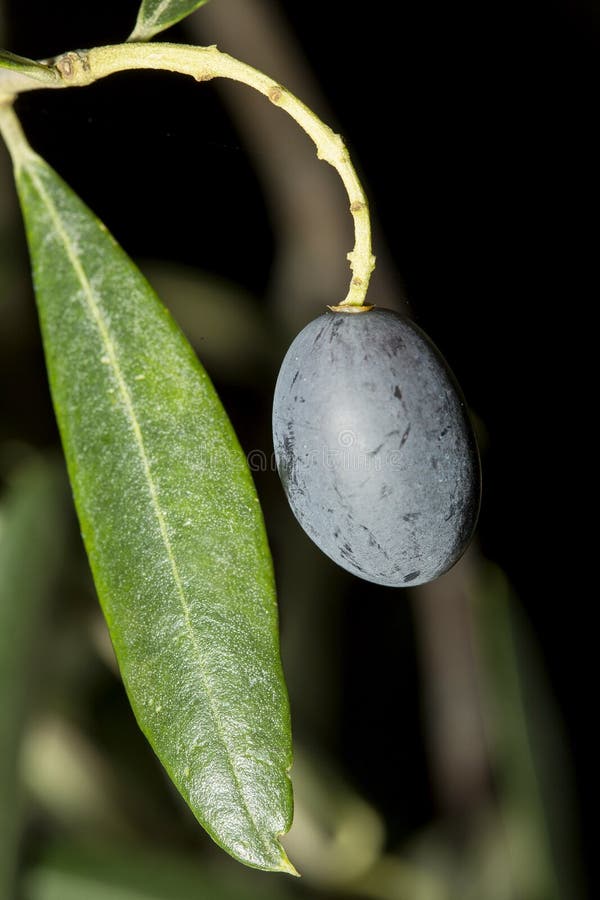 Ripe Black Olive With Leaves. Stock Photo Image of organic, seasoning