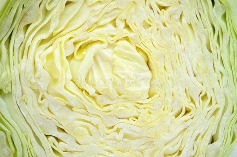 Closeup of sliced cabbage stock photos