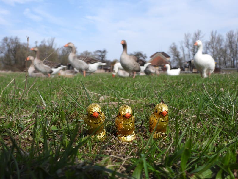 Chocolate Easter Chickens on Spring Meadow 6 Stock Image Image of closeup, bird 215591391