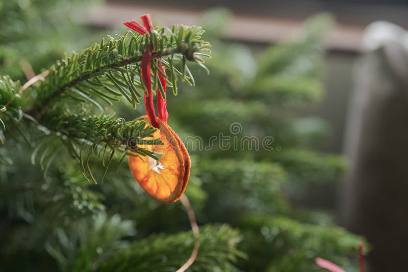 Closeup Small Christmas Tree with Dried Oranges As Decorations for