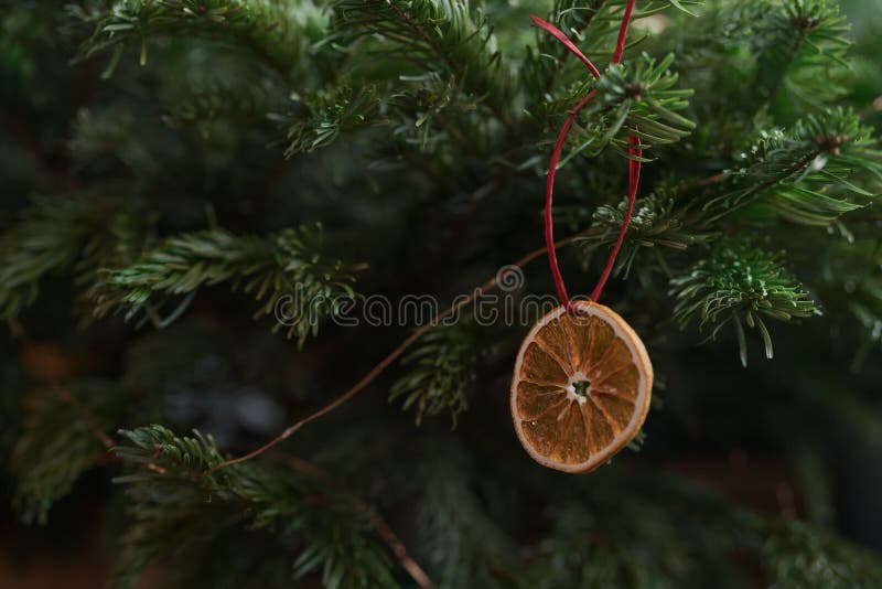 Closeup Small Christmas Tree with Dried Oranges As Decorations for