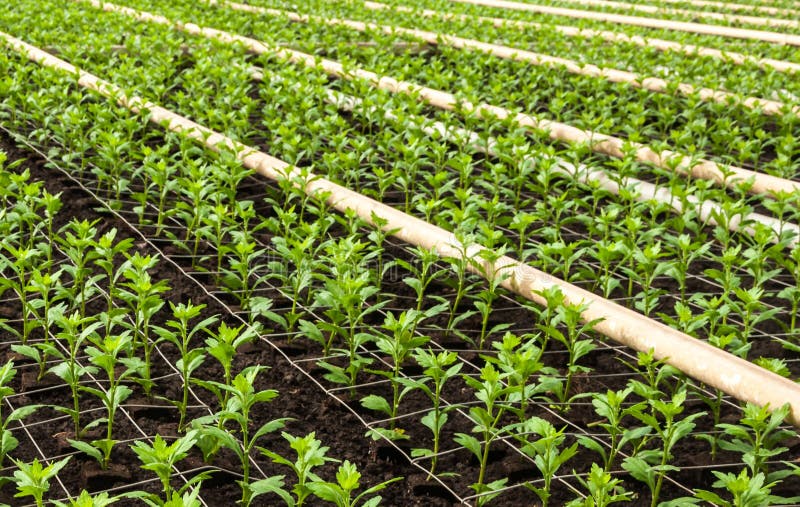 Closeup of Small Chrysanthemum Cuttings Stock Photo Image of farming
