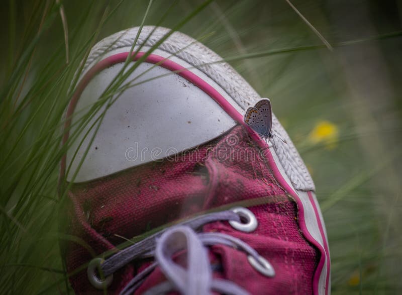 Closeup of a small or common Copper butterfly, lycaena phlaeas sitting on top of pink woman sneakers. royalty free stock image Closeup of a small or common Copper butterfly, lycaena phlaeas sitting on top of pink woman sneakers. royalty free stock image