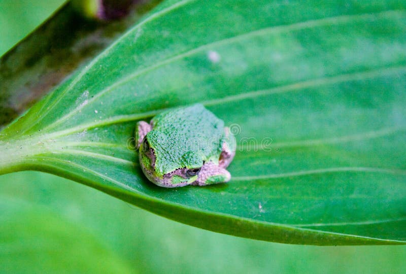 Closeup of Small Green Frog on Leaf Stock Photo Image of closeup