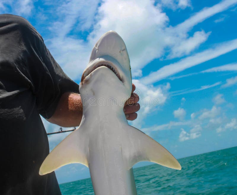 Closeup of small shark held by fisherman on deep sea fishing boat