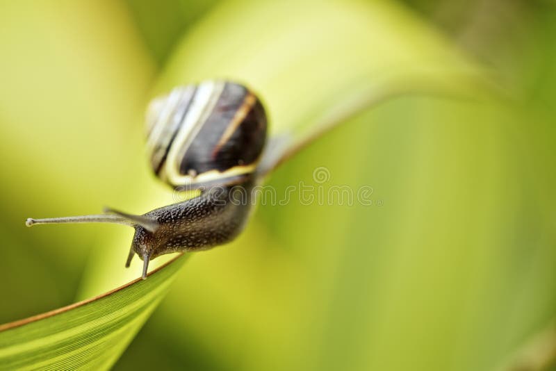 Closeup Snail on green Leaf in garden