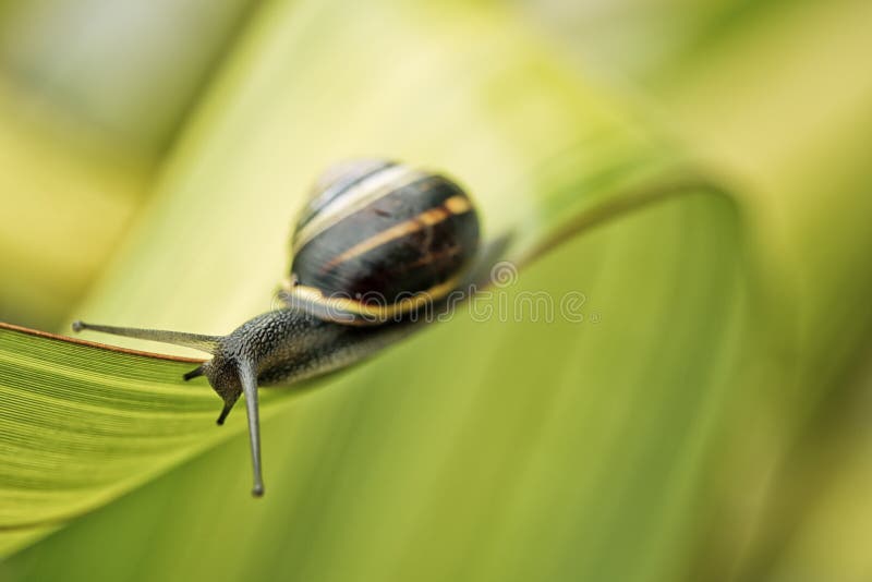 Closeup Snail on green Leaf in garden