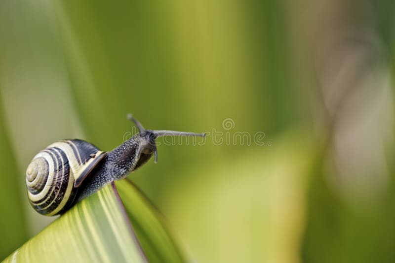 Closeup Snail on green Leaf in garden