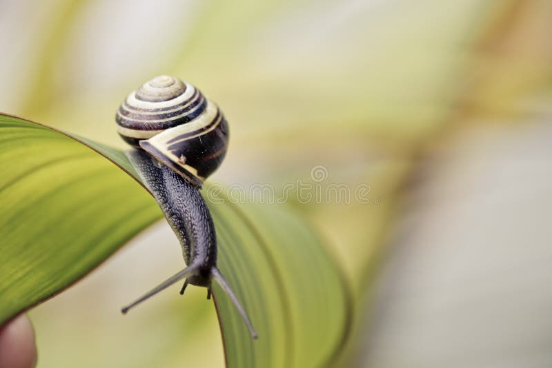 Closeup Snail on green Leaf in garden